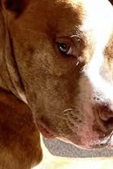 Mack the Dog