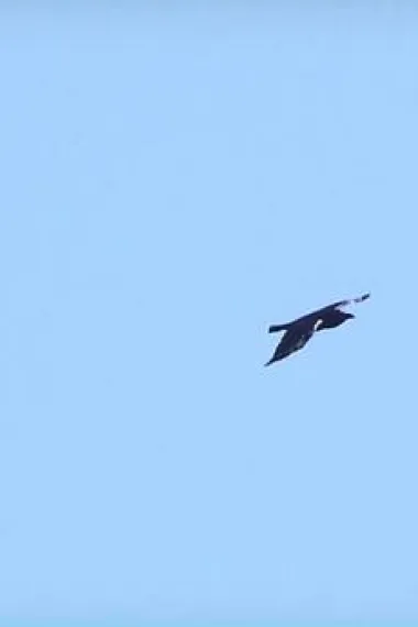 乌鸦：天空的流氓 下载