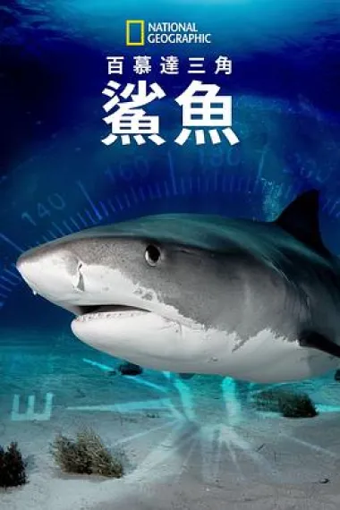 百慕大三角：鯊魚 下载
